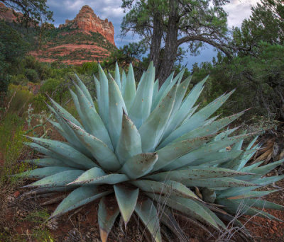 Tim Fitzharris - Agave, Munds Mountain Wilderness, Arizona