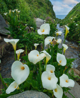 Tim Fitzharris - Calla Lilies, Garrapata State Beach, Big Sur, California