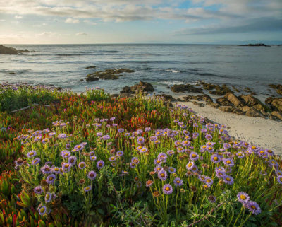 Tim Fitzharris - Seaside Fleabane flowering on beach, Pebble Beach, California