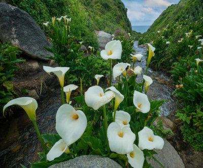 Tim Fitzharris - Calla Lilies, Garrapata State Beach, Big Sur, California