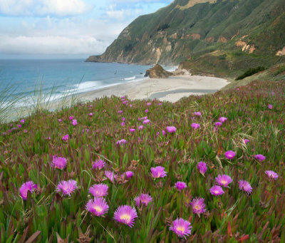 Tim Fitzharris - Ice Plant flowering along coast, Russian River, California