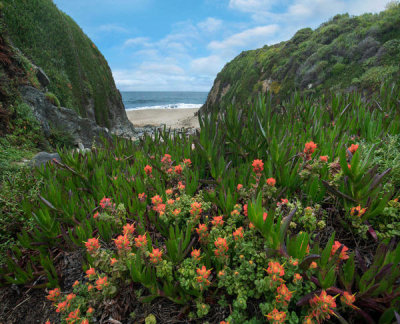 Tim Fitzharris - Paintbrush and Ice Plant along coast, Garrapata State Beach, Big Sur, California