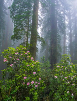Tim Fitzharris - Rhododendron flowers and Coast Redwood trees in fog, Redwood National Park, California