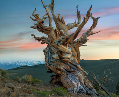 Tim Fitzharris - Great Basin Bristlecone Pine Tree, Inyo National Forest, California