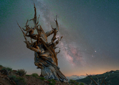 Tim Fitzharris - Great Basin Bristlecone Pine Tree and Milky Way, Inyo National Forest, California