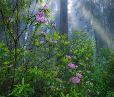 Tim Fitzharris - Rhododendron flowers and Coast Redwood trees in fog, Redwood National Park, California