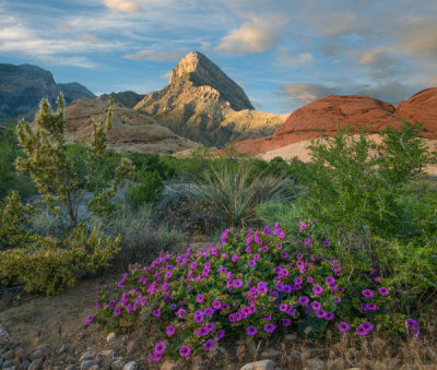 Tim Fitzharris - Purplemat flowering, Red Rock Canyon National Conservation Area, Nevada