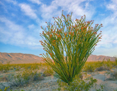 Tim Fitzharris - Ocotillo, Joshua Tree National Park, California