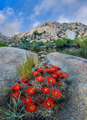 Tim Fitzharris - Claret Cup Cactus flowering near Barker Pond Trail, Joshua Tree National Park, California