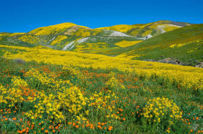 Tim Fitzharris - Hillside Daisy flowers, superbloom, Temblor Range, Carrizo Plain National Monument, California