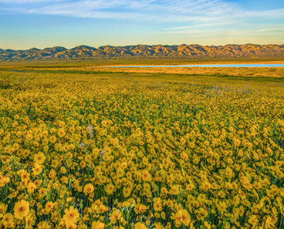 Tim Fitzharris - Hillside Daisy flowers, superbloom, Temblor Range, Carrizo Plain National Monument, California