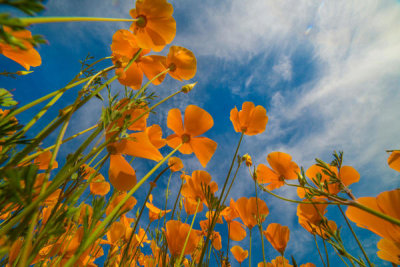 Tim Fitzharris - California Poppies in spring bloom, Lake Elsinore, California