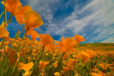 Tim Fitzharris - California Poppies in spring bloom, Lake Elsinore, California