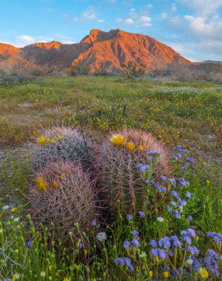 Tim Fitzharris - Desert Bluebells in spring  with barrel cacti, Anza-Borrego Desert State Park, California