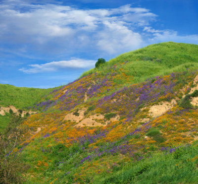 Tim Fitzharris - California Poppies and Desert Bluebells in spring bloom, Chino Hills State Park, California