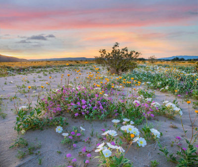 Tim Fitzharris - Desert Sand Verbena, Desert Sunflower, and Desert Lily flowers in spring bloom, Anza-Borrego Desert State Park, California