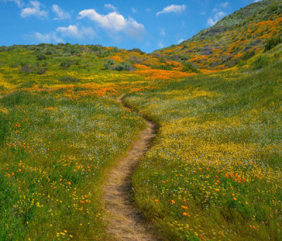 Tim Fitzharris - California Poppies,  Desert Bluebell and other wildflowers in spring bloom, Diamond Valley Lake, California
