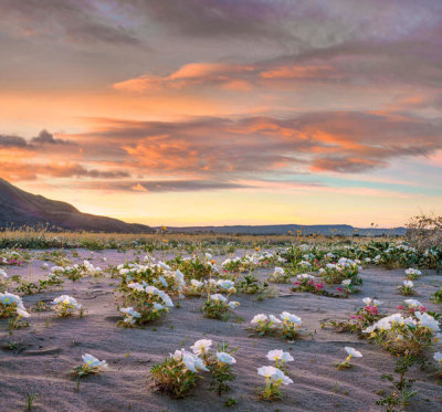 Tim Fitzharris - Desert Lilies in spring bloom, Anza-Borrego Desert State Park, California