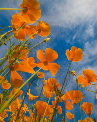 Tim Fitzharris - California Poppies in spring bloom, Lake Elsinore, California