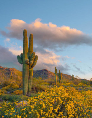 Tim Fitzharris - Saguaro cacti and Brittlebush flowers in spring, White Tank Mountains, Arizona