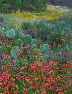 Tim Fitzharris - Indian Blanket flowers and Opuntia cacti, Inks Lake State Park, Texas