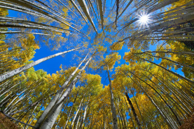 Tim Fitzharris - Quaking Aspen forest in fall, Kebler Pass, Colorado