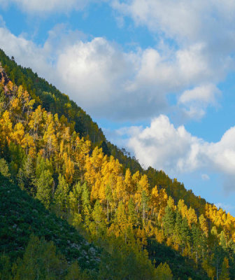 Tim Fitzharris - Fall Forest, Maroon Creek, White River National Forest, Colorado