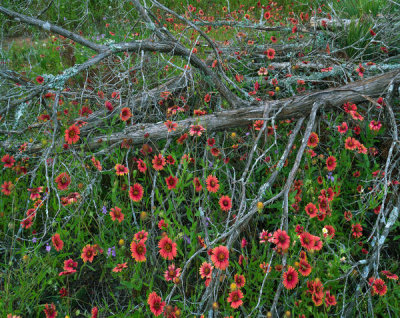 Tim Fitzharris - Indian Blanket flowers and dead Juniper tree, Inks Lake State Park, Texas