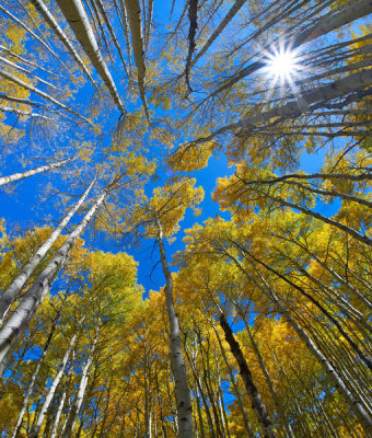Tim Fitzharris - Quaking Aspen forest in fall, Kebler Pass, Colorado