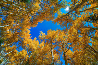 Tim Fitzharris - Quaking Aspen forest in fall, Kebler Pass, Colorado
