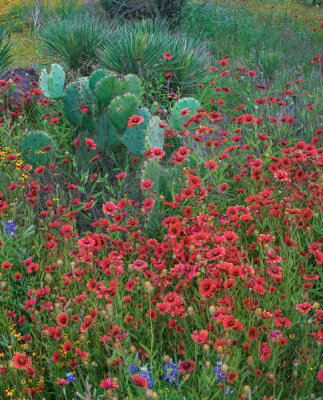 Tim Fitzharris - Indian Blanket flowers and Opuntia cacti, Inks Lake State Park, Texas