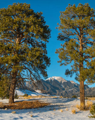 Tim Fitzharris - Ponderosa Pine trees and Mount Herard, Great Sand Dunes National Park, Colorado