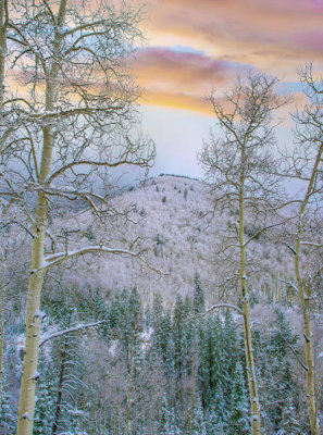 Tim Fitzharris - Quaking Aspen trees in winter, Aspen Vista, Santa Fe National Forest, New Mexico