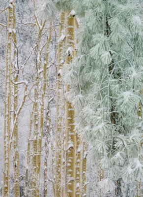 Tim Fitzharris - Quaking Aspen and Ponderosa Pine trees in winter, Santa Fe National Forest, New Mexico