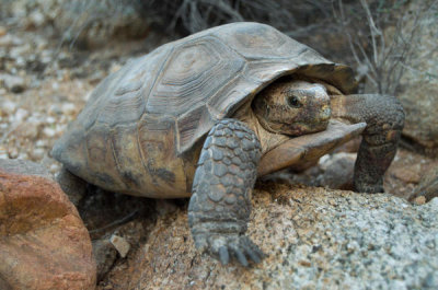 Tim Fitzharris - Desert Tortoise, Arizona