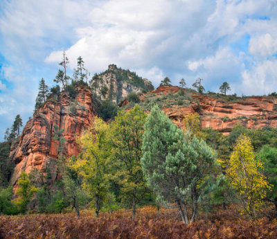 Tim Fitzharris - Ponderosa Pine trees and cliff, Coconino National Forest, Arizona