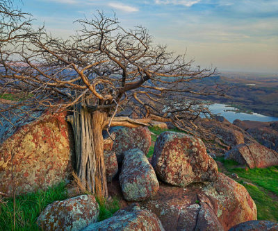 Tim Fitzharris - Pine tree, Mount Scott, Wichita Mountains National Wildlife Refuge, Oklahoma