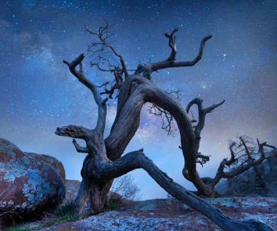 Tim Fitzharris - Pine tree at night, Mount Scott, Wichita Mountains National Wildlife Refuge, Oklahoma