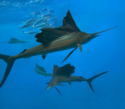 Tim Fitzharris - Atlantic Sailfish group hunting Round Sardinella school, Isla Mujeres, Mexico