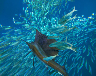 Tim Fitzharris - Atlantic Sailfish hunting Round Sardinella school, Isla Mujeres, Mexico