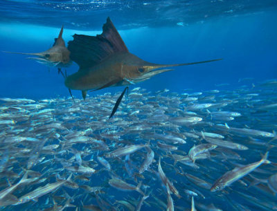 Tim Fitzharris - Atlantic Sailfish group hunting Round Sardinella school, Isla Mujeres, Mexico