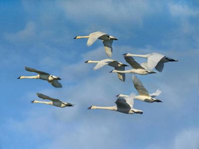Tim Fitzharris - Trumpeter Swan flock flying, Arkansas