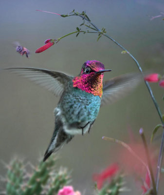 Tim Fitzharris - Anna's Hummingbird flying near bee, Arizona