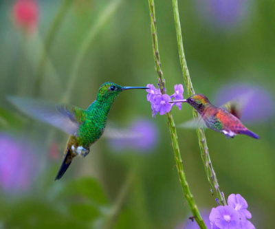 Tim Fitzharris - Copper-rumped Hummingbird and Green-throated Mango feeding on flower nectar, Trinidad, Caribbean
