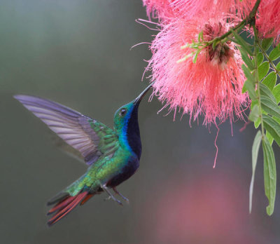 Tim Fitzharris - Green-throated Mango male feeding on flower nectar, Trinidad, Caribbean