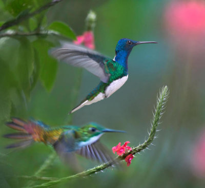 Tim Fitzharris - White-necked Jacobin male and Golden-tailed Sapphire, Trinidad, Caribbean