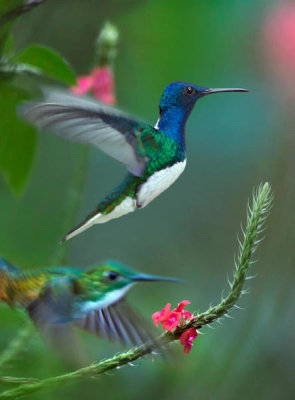 Tim Fitzharris - White-necked Jacobin male and Golden-tailed Sapphire, Trinidad, Caribbean