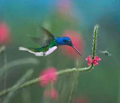 Tim Fitzharris - White-necked Jacobin male feeding on flower nectar, Trinidad, Caribbean