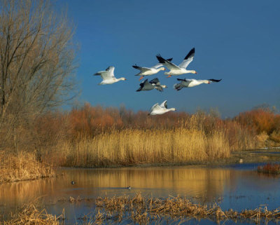 Tim Fitzharris - Snow Goose group flying over wetland, Bosque del Apache National Wildlife Refuge, New Mexico