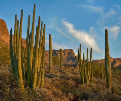 Tim Fitzharris - Senita Cactus group, Ajo Mountains, Organ Pipe Cactus National Monument, Arizona